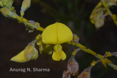 Crotalaria pulchra